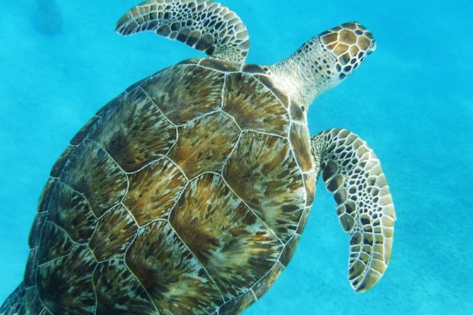 Turtle Cove Catamaran Snorkel and Sail at Little Buck Island STT - Practical details that affect the value