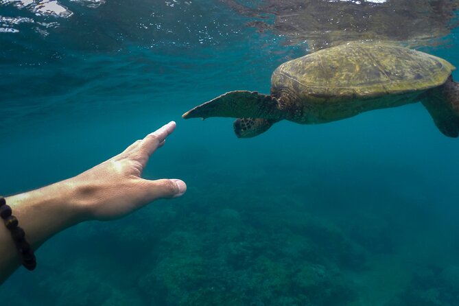 Turtle Snorkel Sail on Buck Island from Frenchman's Reef - Practical Details Before You Reserve