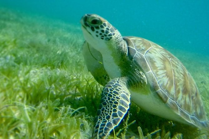 Turtles, Pizza Pi & Sunset trip - Why this six-hour sail feels different