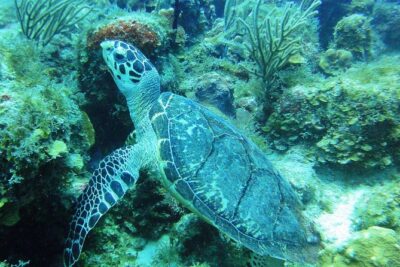 Two-Tank Dive for Certified Diving in St Thomas