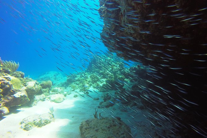 Two-Tank Dive for Certified Diving in St Thomas - Who will get the most from this trip
