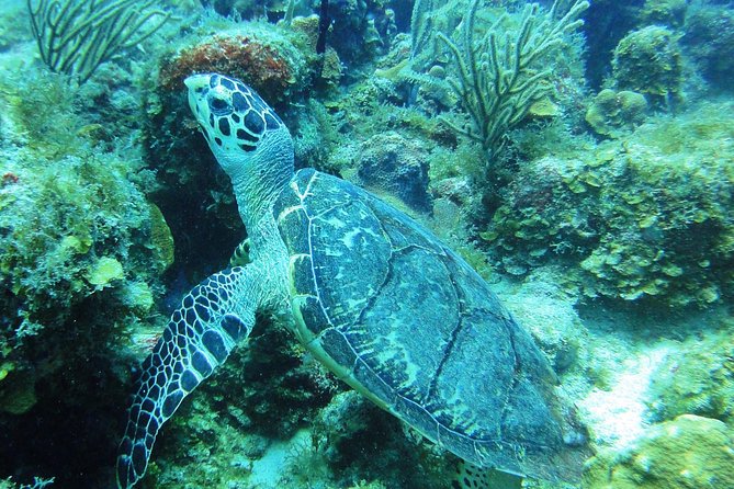 Two-Tank Dive for Certified Diving in St Thomas - The surface interval with snacks and soda