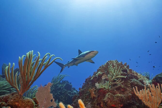 Two-Tank Morning Dive Trip for Certified Divers - First underwater stop: local reefs at manageable depth