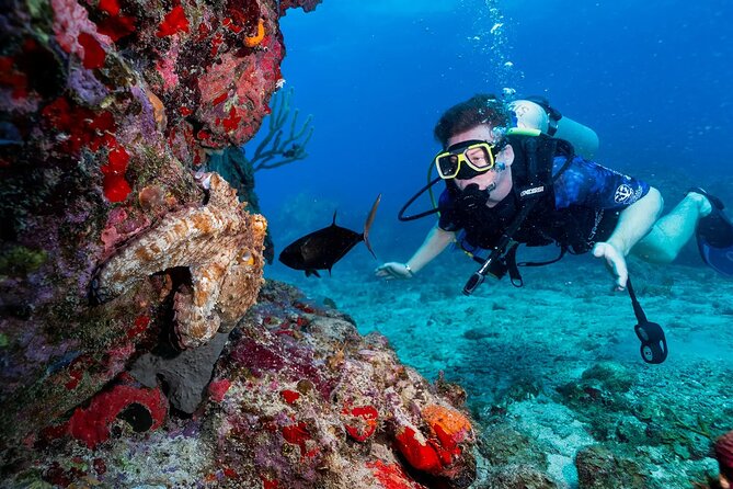 Two-Tank Morning Dive Trip for Certified Divers - Price and what the $180 covers